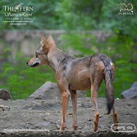 The Fern Sattva Resort, Little Rann of Kutch - A Fern Crown Collection