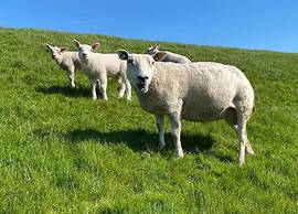 Spacious Bungalow Near the Frisian Lakes