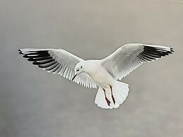 Cosy Apartment With Terrace Near Beach