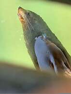 No Stairs Dbl Garage Aircon Woodville North