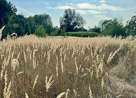 Ferienhaus in Mecklenburg-vorpommern mit Tropenpool & Spa