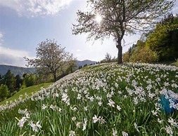 Cosy Flat in Meribel Close to the ski Lifts