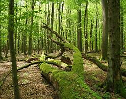 Ferienwohnung Haus am Berg, Lonau