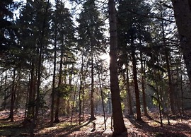 Cozy Holiday Home in a Lovely Environment