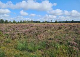 Stay at This Beautiful Accommodation in De Kiel