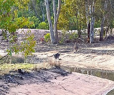 Orchid Lane Cottages