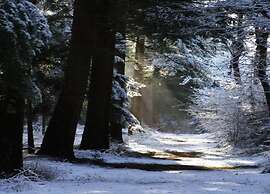 Cottage in De Bult in Natural Surroundings