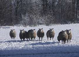 Cottage in De Bult in Natural Surroundings