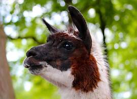 Cottage in De Bult in Natural Surroundings