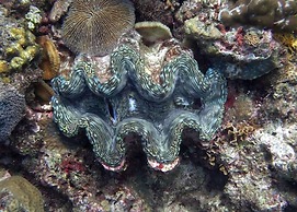 Dive and Trek Resort & Marine Sanctuary
