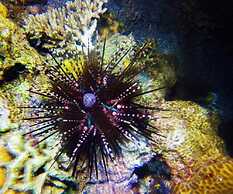 Dive and Trek Resort & Marine Sanctuary