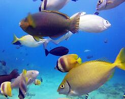 Dive and Trek Resort & Marine Sanctuary