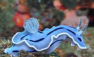 Dive and Trek Resort & Marine Sanctuary