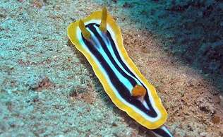 Dive and Trek Resort & Marine Sanctuary