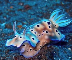 Dive and Trek Resort & Marine Sanctuary