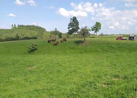Nice Apartment in Allrode With Private Terrace