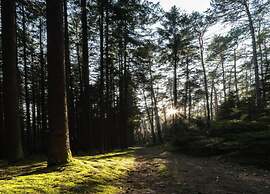Chic Apartment in Thuringia With Sauna