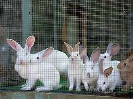 Spacious Holiday Home in Vicchio With Private Pool