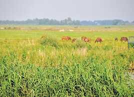 Restful Holiday Home in Grou With Terrace and Garden