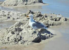 Charmante Ferienwohnung mit Garten in Wiek