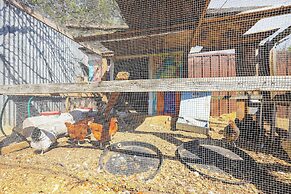 Rescue Ranch Retreat w/ Goats, Horses & Chickens!