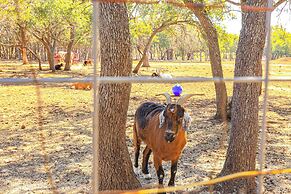 Rescue Ranch Retreat w/ Goats, Horses & Chickens!
