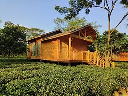 The Postcard in the Durrung Tea Estate