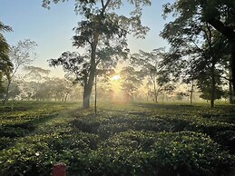 The Postcard in the Durrung Tea Estate