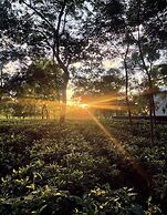 The Postcard in the Durrung Tea Estate