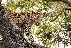 Epic Wild Wilpattu