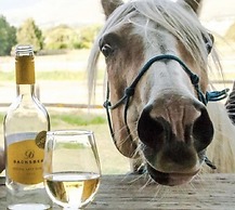 Beautiful 1-bed Secluded Cabin, With bar & Fire