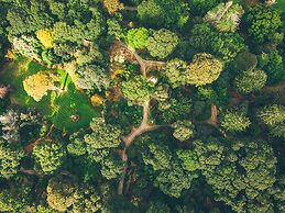 The Forest at Mount Congreve Gardens