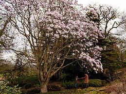 The Forest at Mount Congreve Gardens