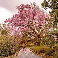 The Forest at Mount Congreve Gardens