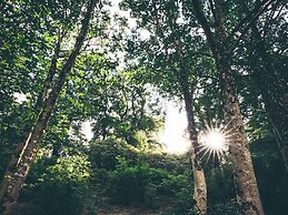 The Forest at Mount Congreve Gardens