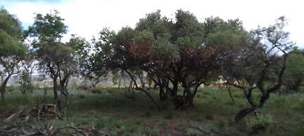 Natures Green Resort and Spa