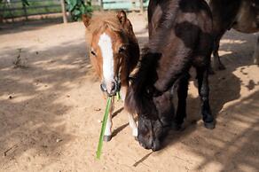 Lodge du Ranch de Bandia