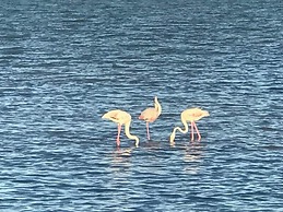 Beachfront Apartment With Patio & Private Terrace