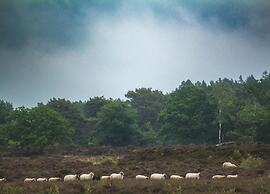 Holiday Home in Appelscha With Garden