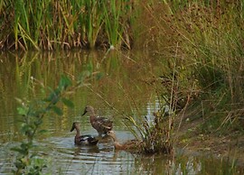 Holiday Home in Appelscha With Garden