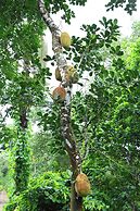 Bay View Suites Vythiri