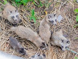 Goshikionsen Goshikinoyu ryokan