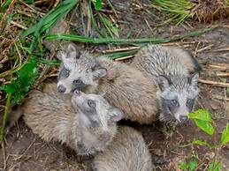 Goshikionsen Goshikinoyu ryokan