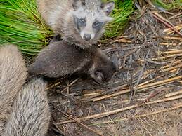 Goshikionsen Goshikinoyu ryokan