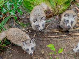 Goshikionsen Goshikinoyu ryokan