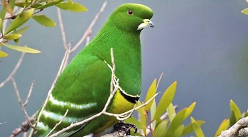 Leleana Resort Kolombangara