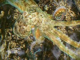 Leleana Resort Kolombangara