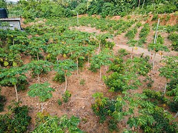 Mango Tree Retreat