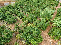 Mango Tree Retreat