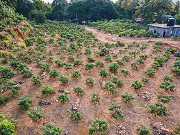 Mango Tree Retreat